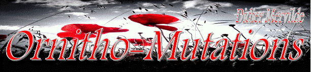 NEW BANNER 2015.jpg (244755 bytes)