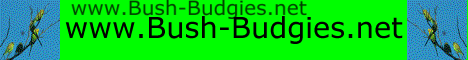 Bush Budgies Banner