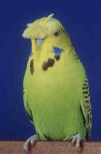 crest.jpg (5506 bytes)