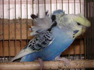 Hagoromo Budgerigar