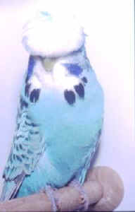 crest 2.jpg (5511 bytes)