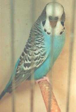 Faded Sky.JPG (9089 bytes)