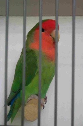 Foto ros.LF Florence Richard.jpg (16249 bytes)