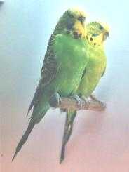 LTGrn-LtGRNFaded2.JPG faded ken york.jpg (4334 bytes)