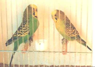 Lt Green-Faded Lt Green.JPG (11806 bytes)