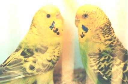 Opal Lt Grn- Opal Lt Grn Faded.JPG (12447 bytes)