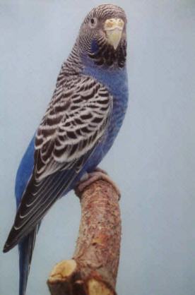 bface2.jpg (34489 bytes)