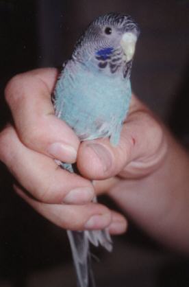 bface3.jpg (25088 bytes)