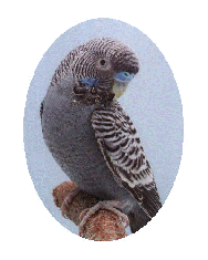 bface6.jpg (26838 bytes)