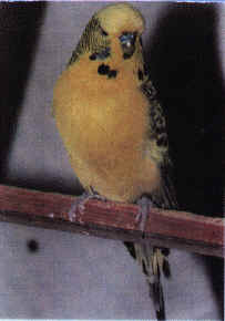 wpe95922.gif (67192 bytes)