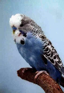 slate.jpg (5343 bytes)