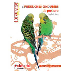 Les Perruches Ondul�es de Posture