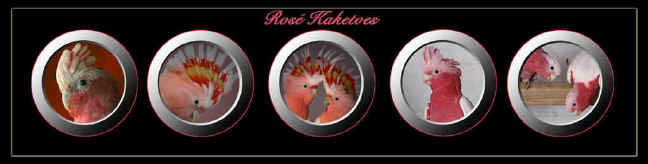 wpe365A.jpg (27971 bytes)